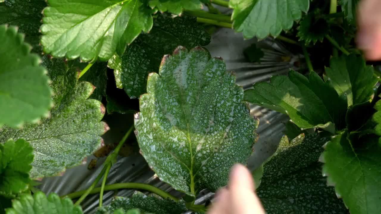 草莓大棚采摘草莓视频素材