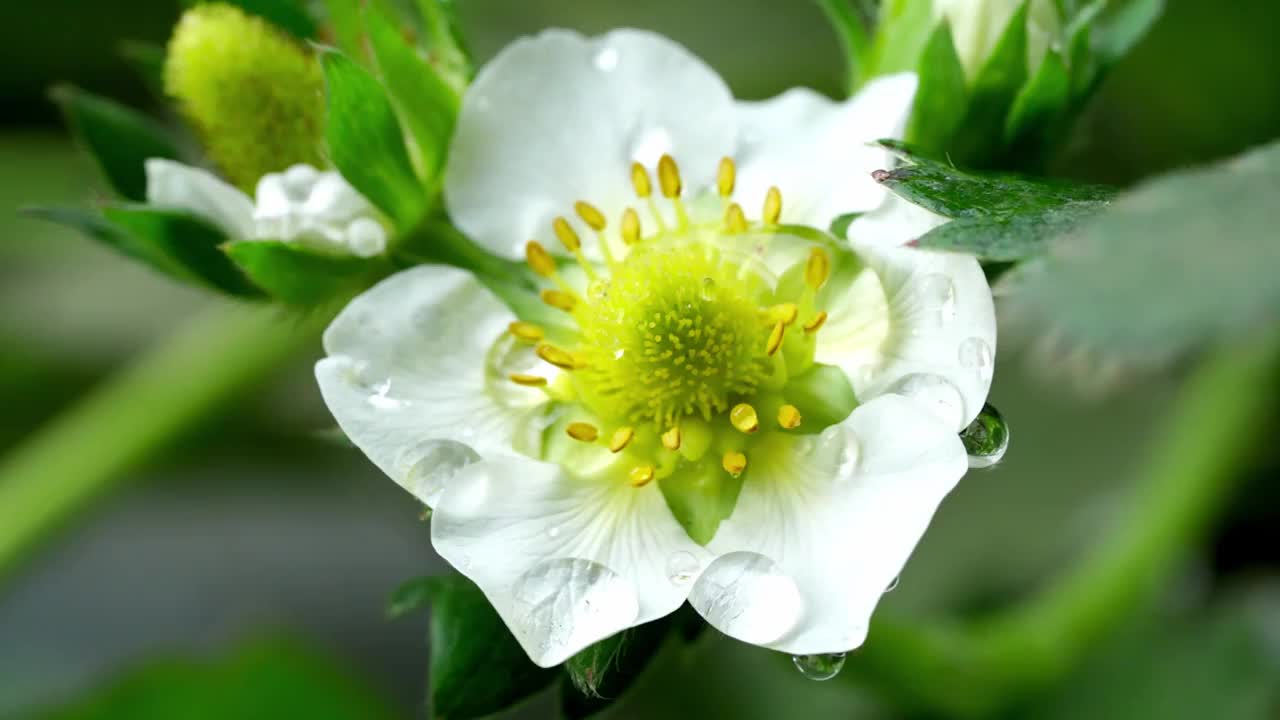 草莓大棚采摘草莓视频素材