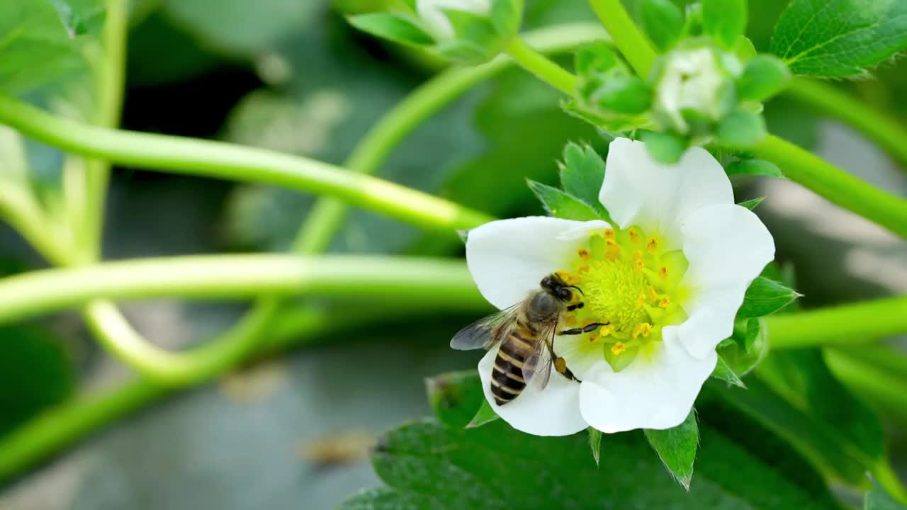 草莓大棚采摘草莓视频素材