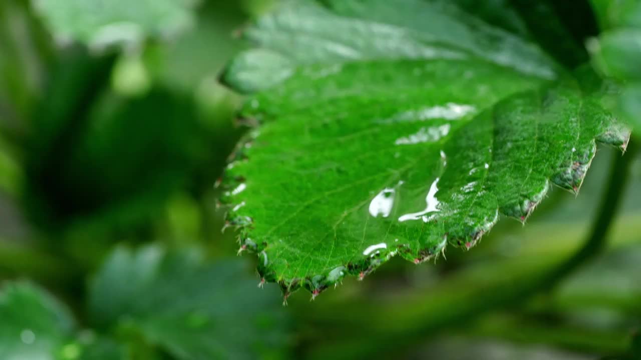 草莓大棚采摘草莓视频素材