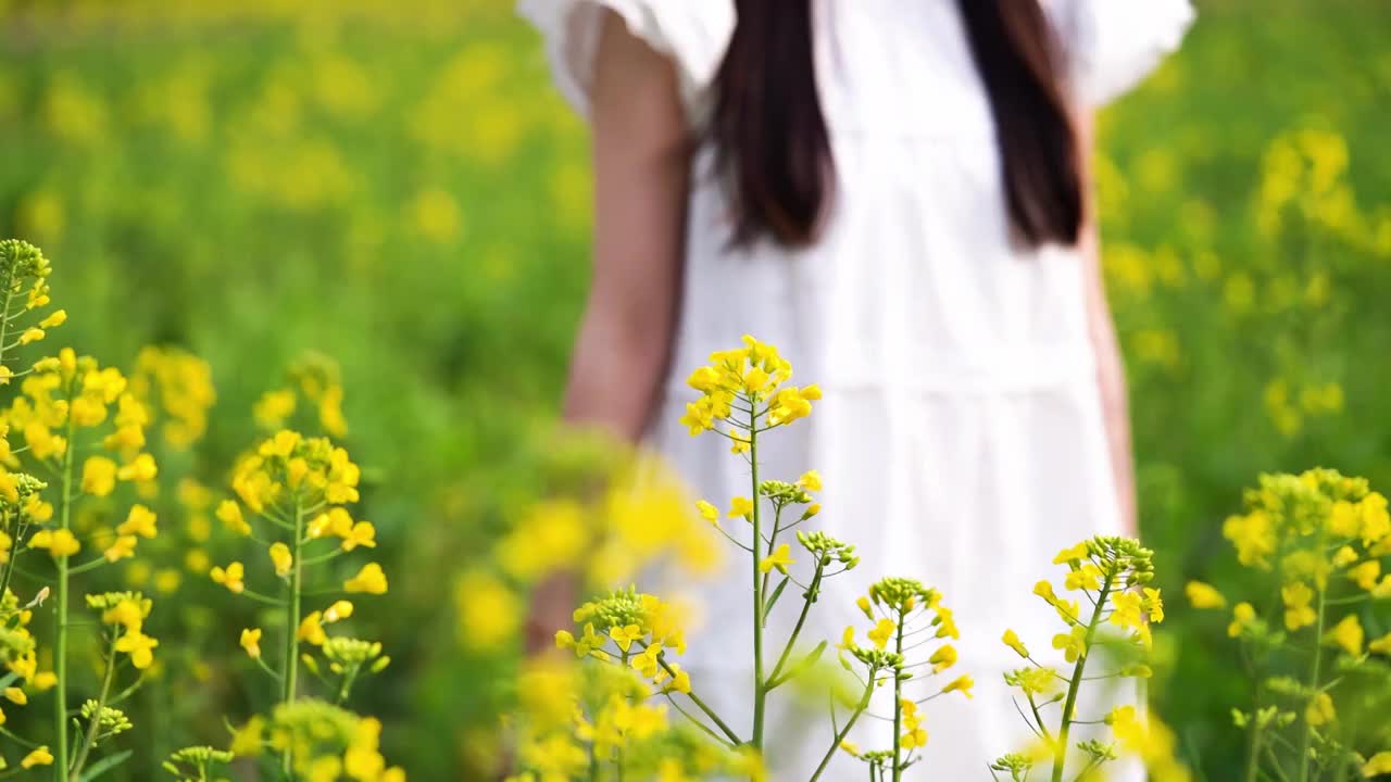 油菜花田白裙美少女孩走过手抚摸花朵慢镜头视频素材