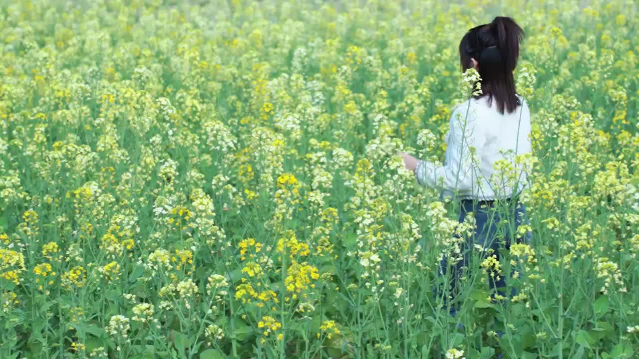 油菜花田里美少女孩走路过手抚摸花朵上背影视频素材