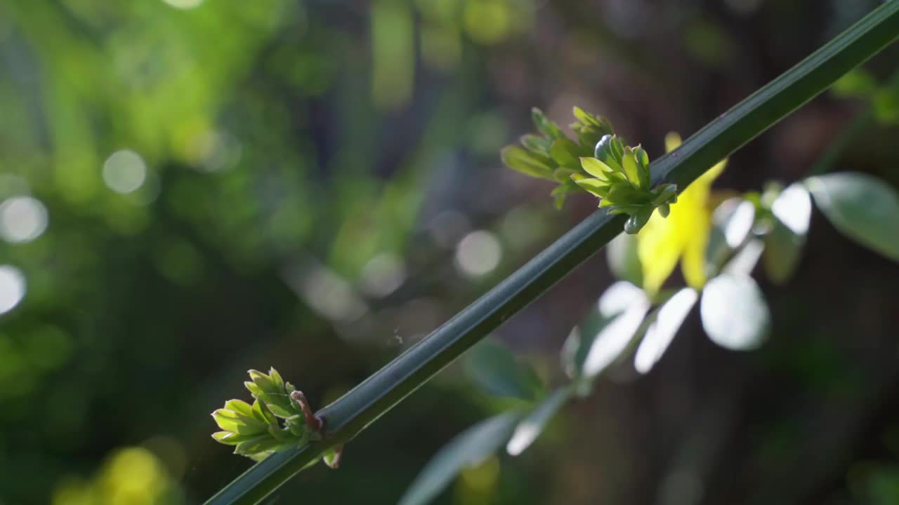 春天阳光下发芽的迎春花视频素材