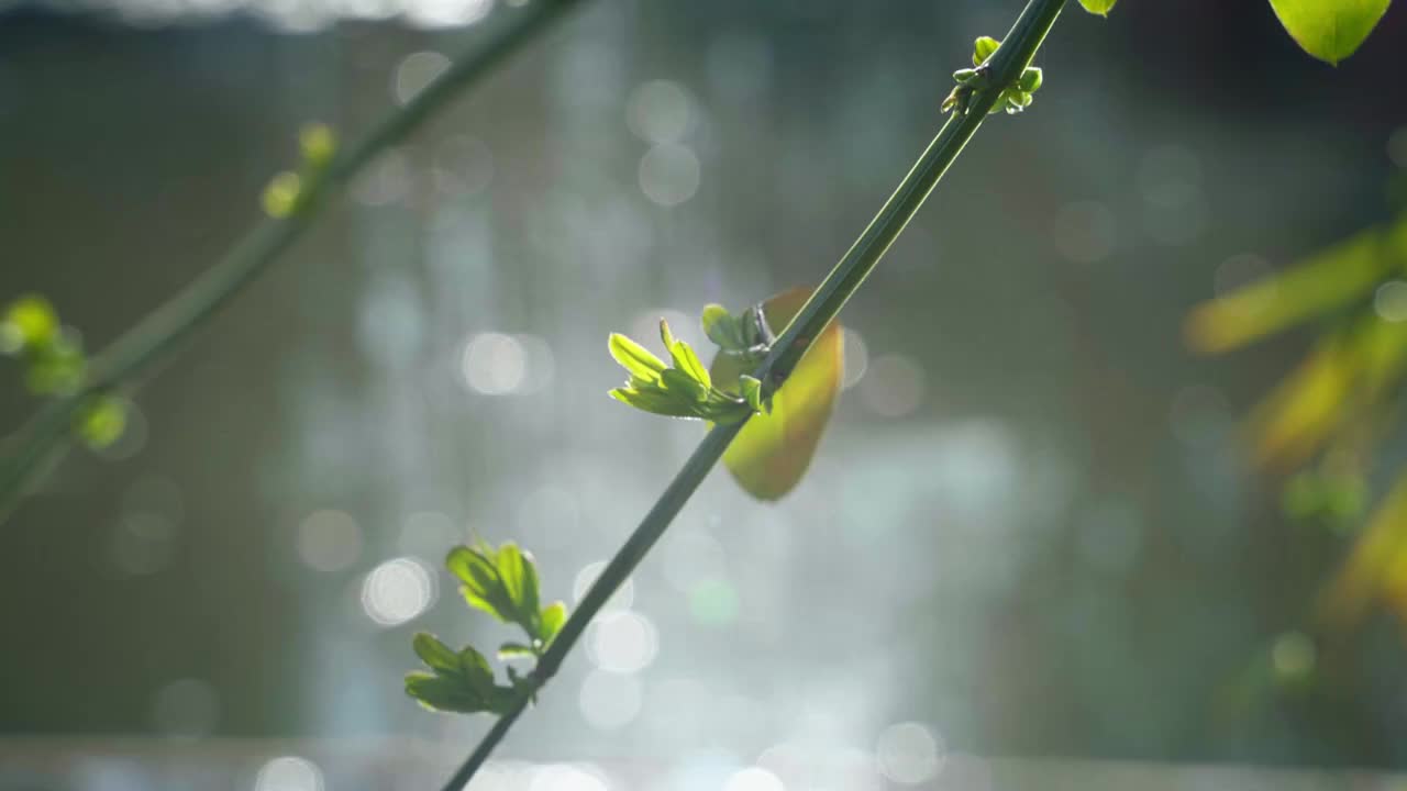 春天阳光下发芽的迎春花视频素材