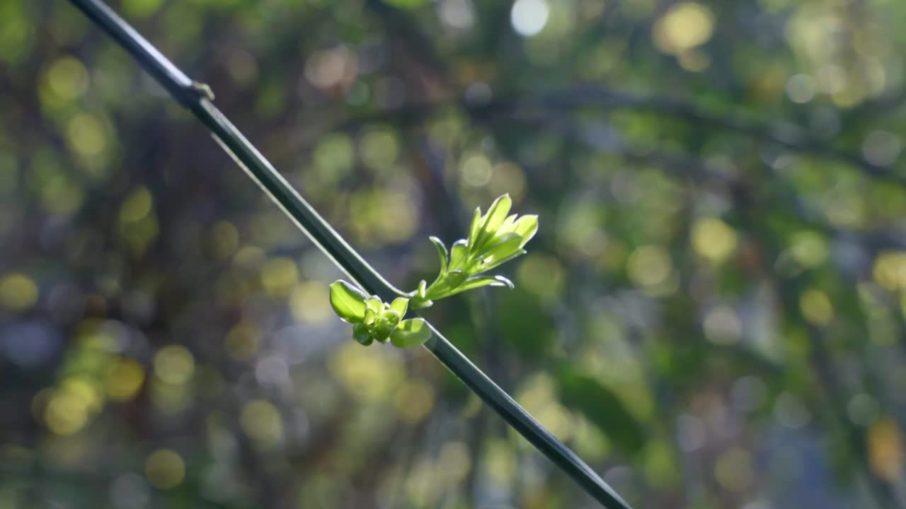 春天阳光下发芽的迎春花视频素材