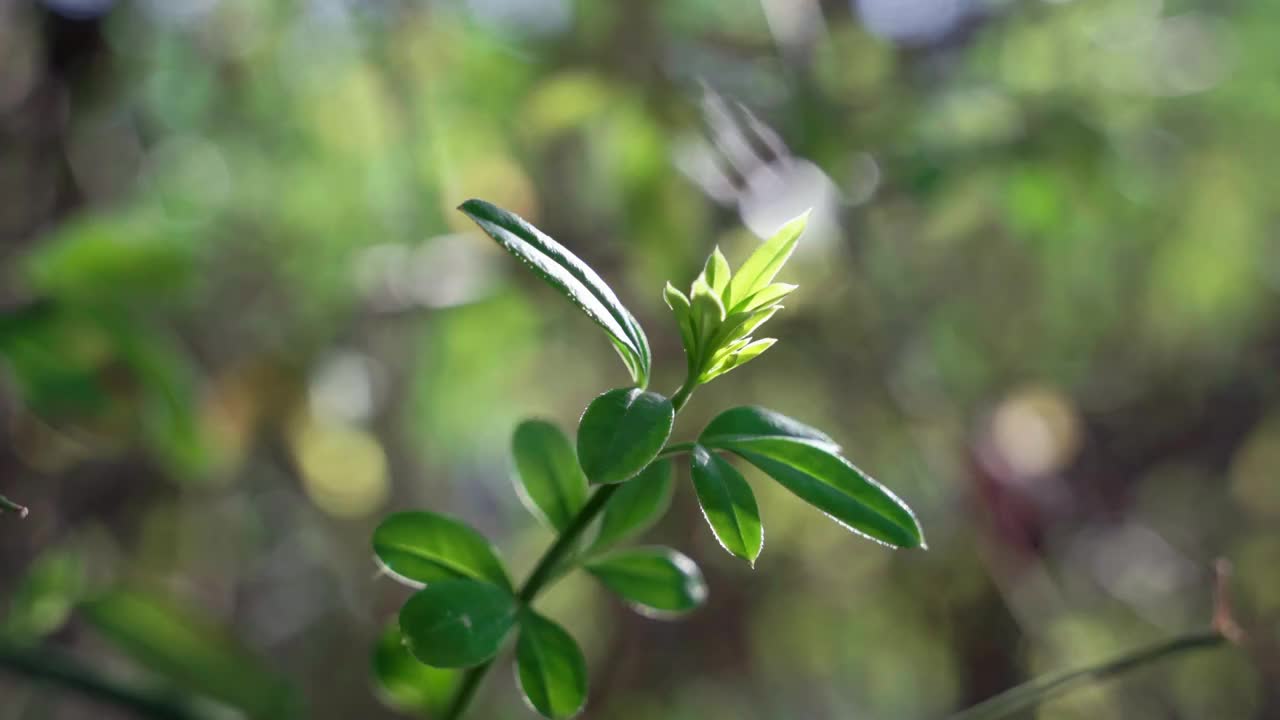 春天阳光下发芽的迎春花视频素材