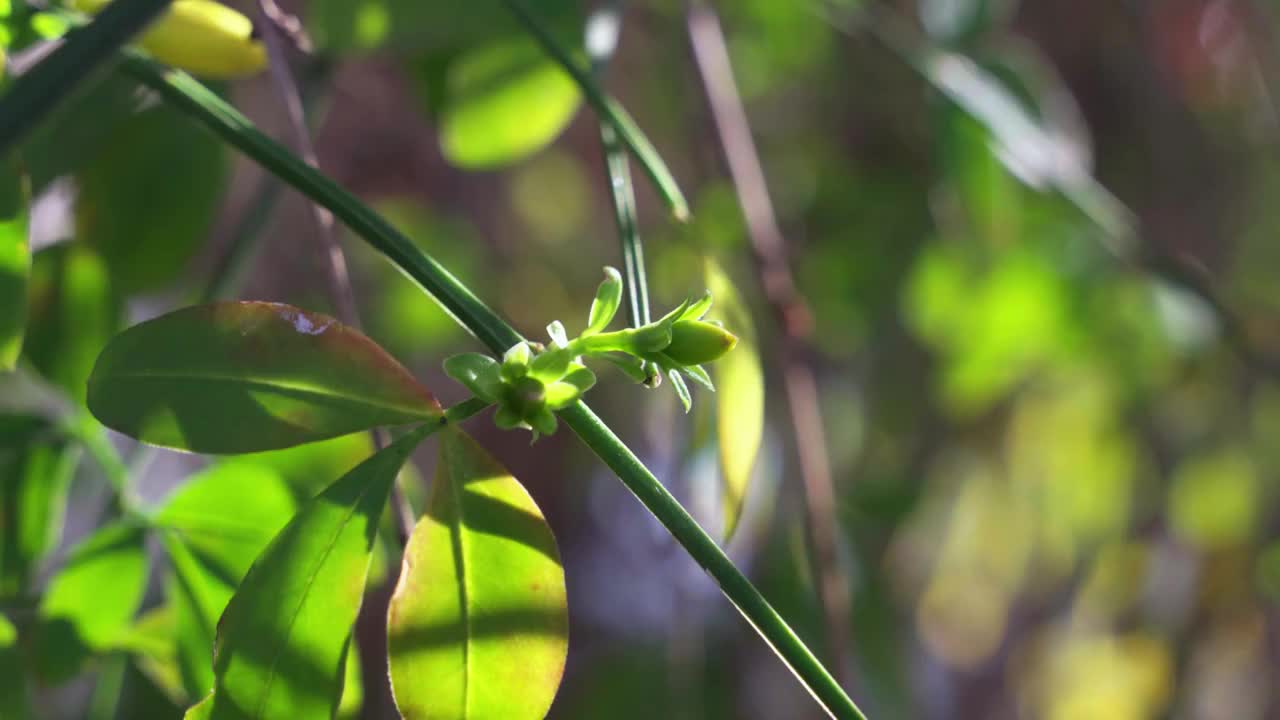 春天阳光下发芽的迎春花视频素材