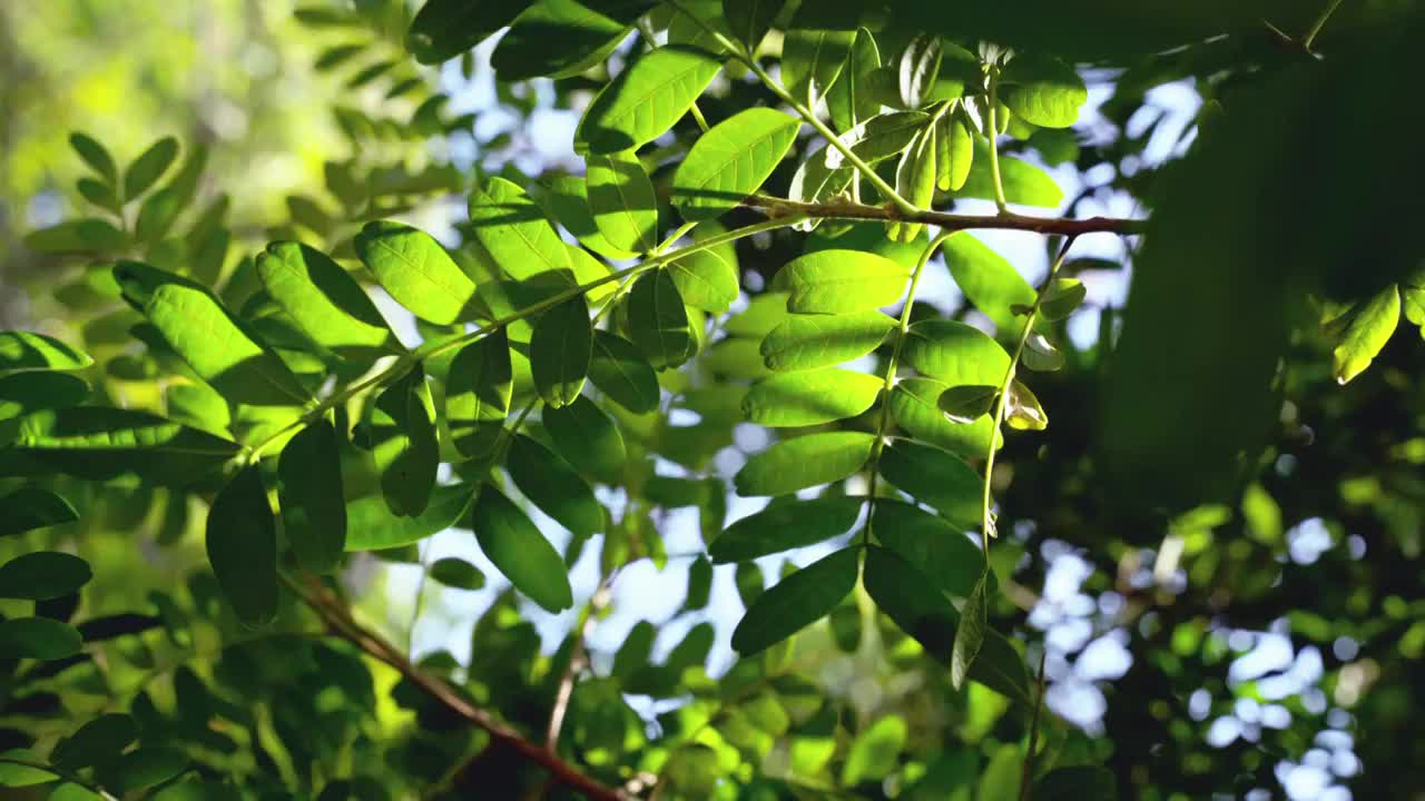 阳光穿过绿叶清新空镜视频素材