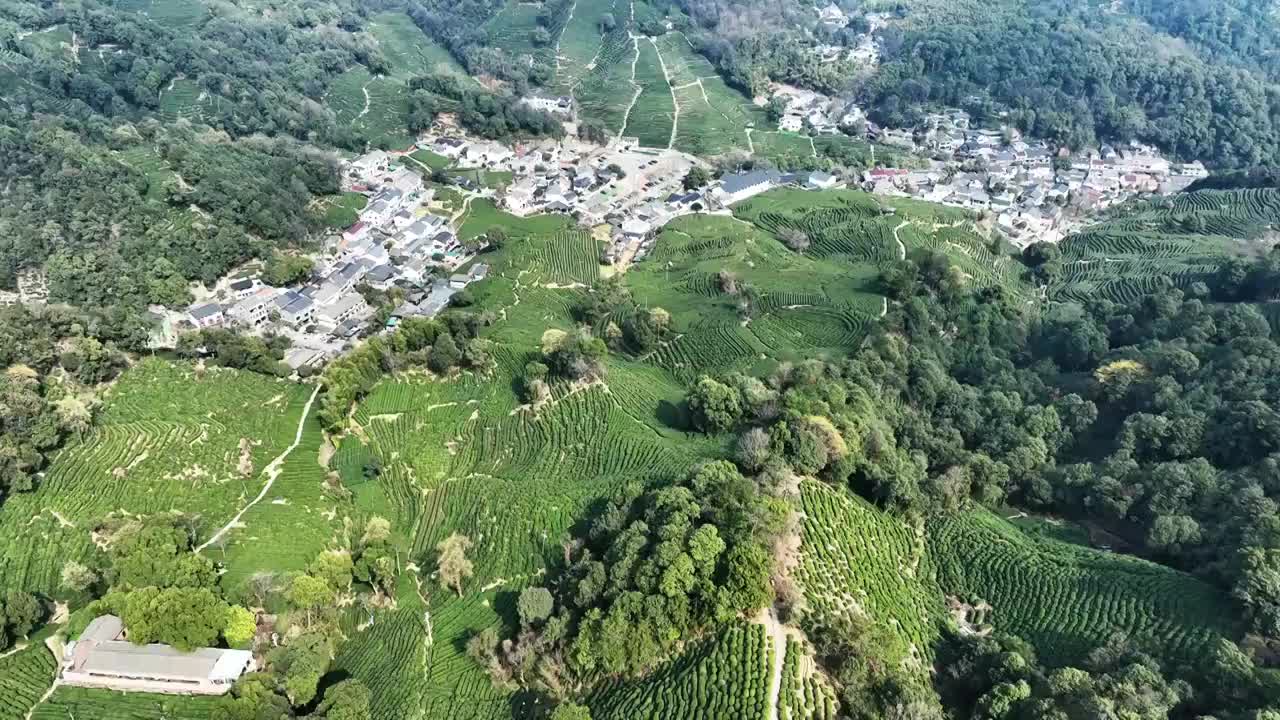 春天茶山茶园航拍视频素材