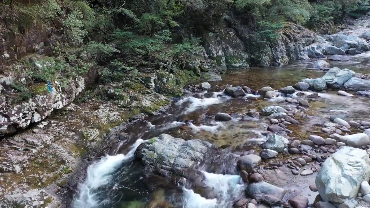 武夷山国家公园桐木溪溪水流过岩石青苔与岸边的树林视频素材