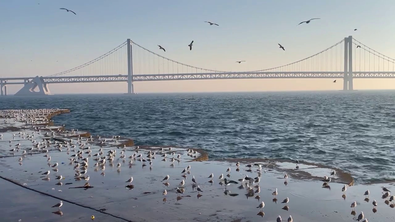 星海广场和跨海大桥之间的海景视频下载