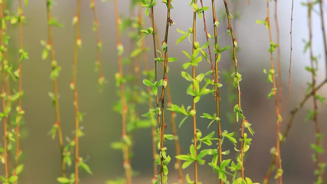 春天的柳树枝条嫩叶，垂柳在风中摇摆视频素材