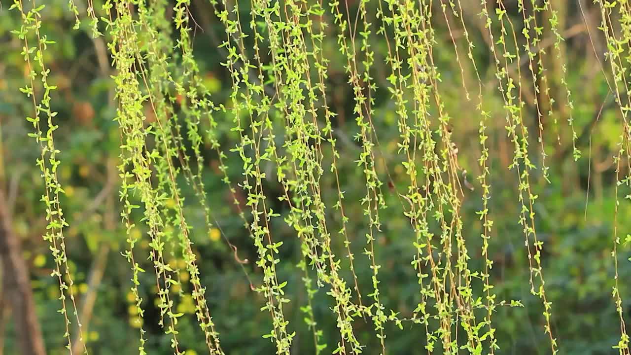 春天的柳树枝条嫩叶，垂柳在风中摇摆视频素材