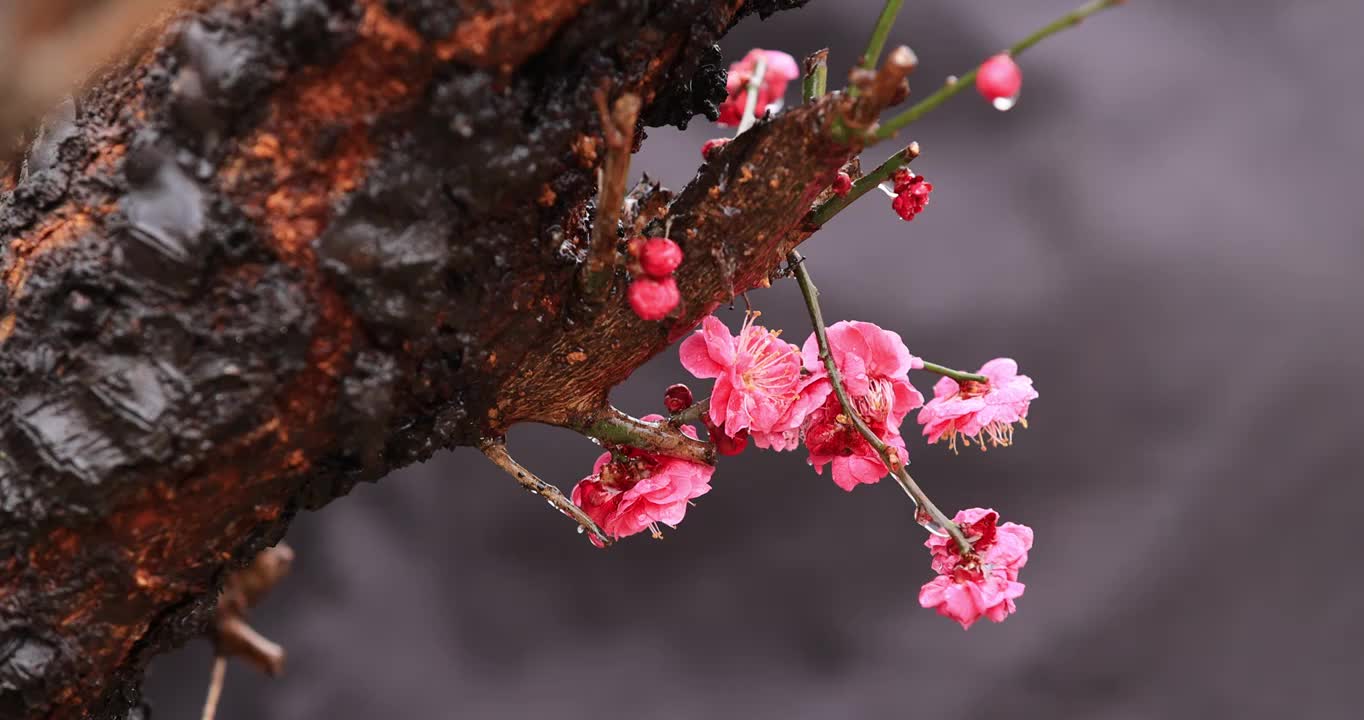 雨中的红梅视频购买