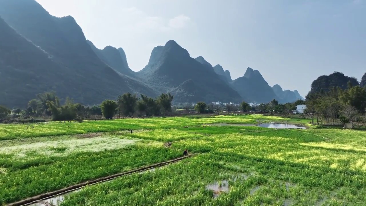 春天阳光下阳朔遇龙河畔盛开的油菜花视频下载