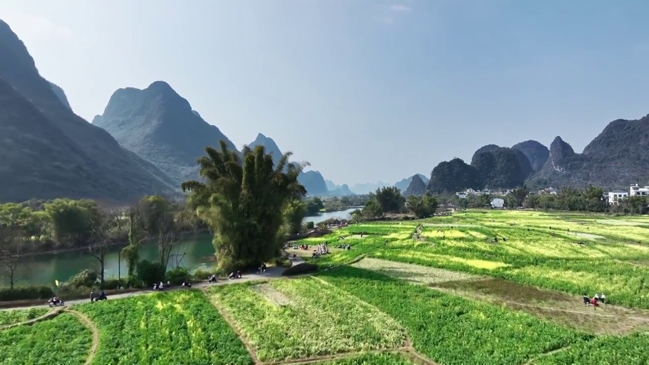 春天阳光下阳朔遇龙河畔盛开的油菜花视频素材