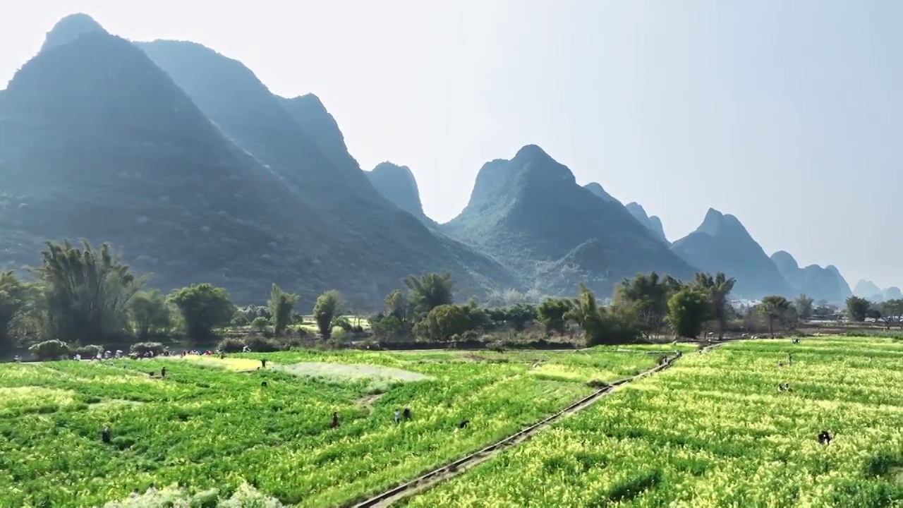 春天阳光下阳朔遇龙河畔盛开的油菜花视频素材