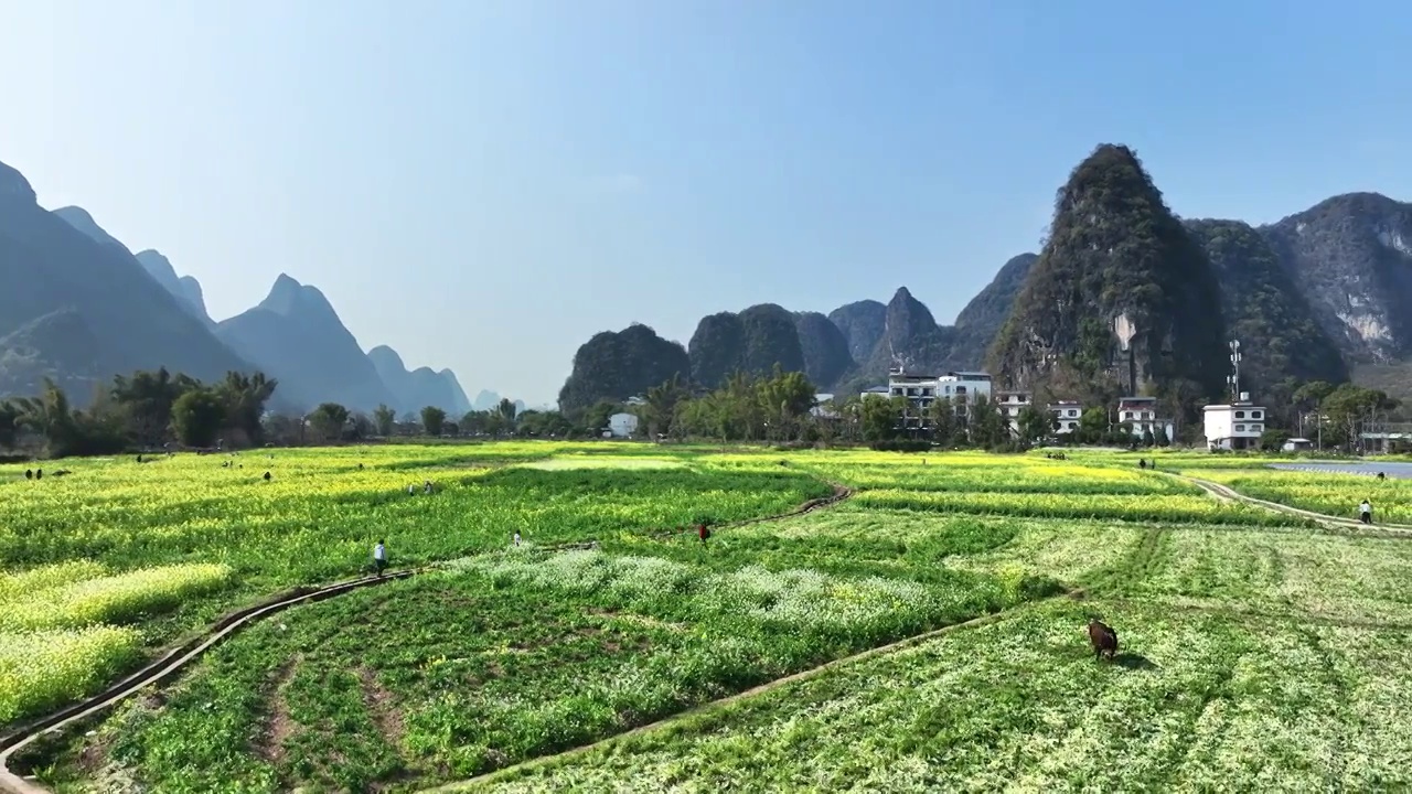 春天阳光下阳朔遇龙河畔盛开的油菜花和放牧的牛视频素材