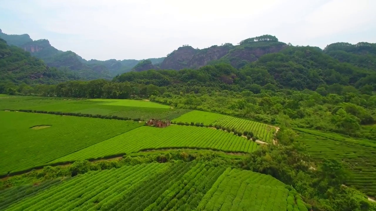 航拍武夷山九曲溪畔茶园与丹霞地貌视频素材