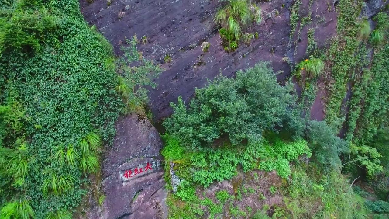 茶叶与茶园近距离航拍武夷山大红袍茶叶母树视频素材