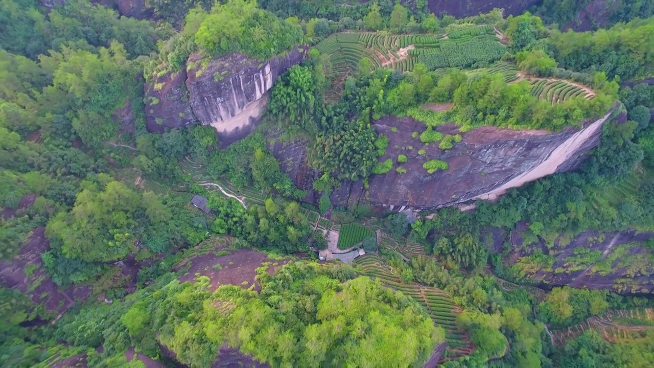 武夷山大红袍茶叶母树航拍茶园全景视频素材