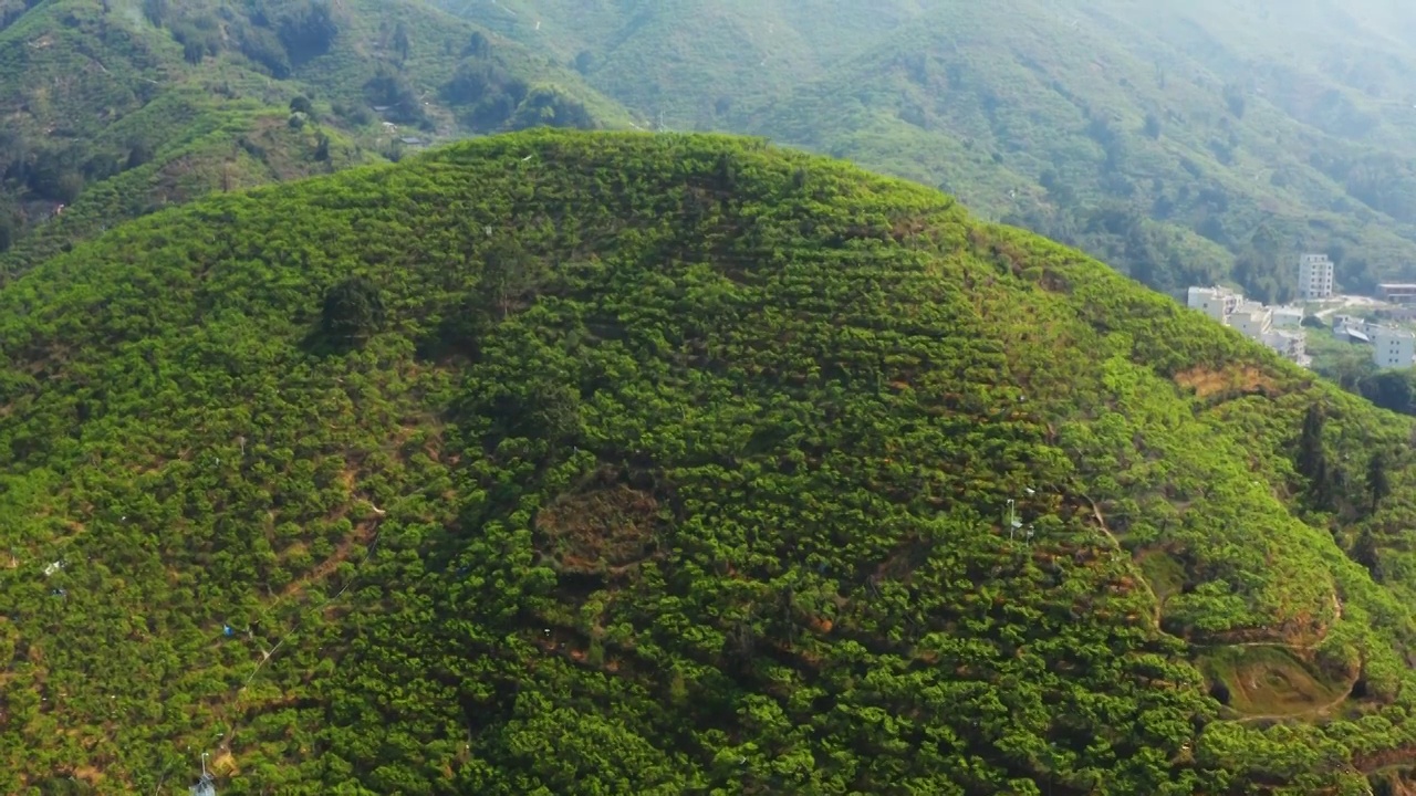 三华李山农业种植航拍高空视频下载