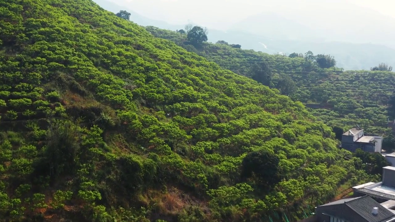 三华李山农业种植航拍视频素材