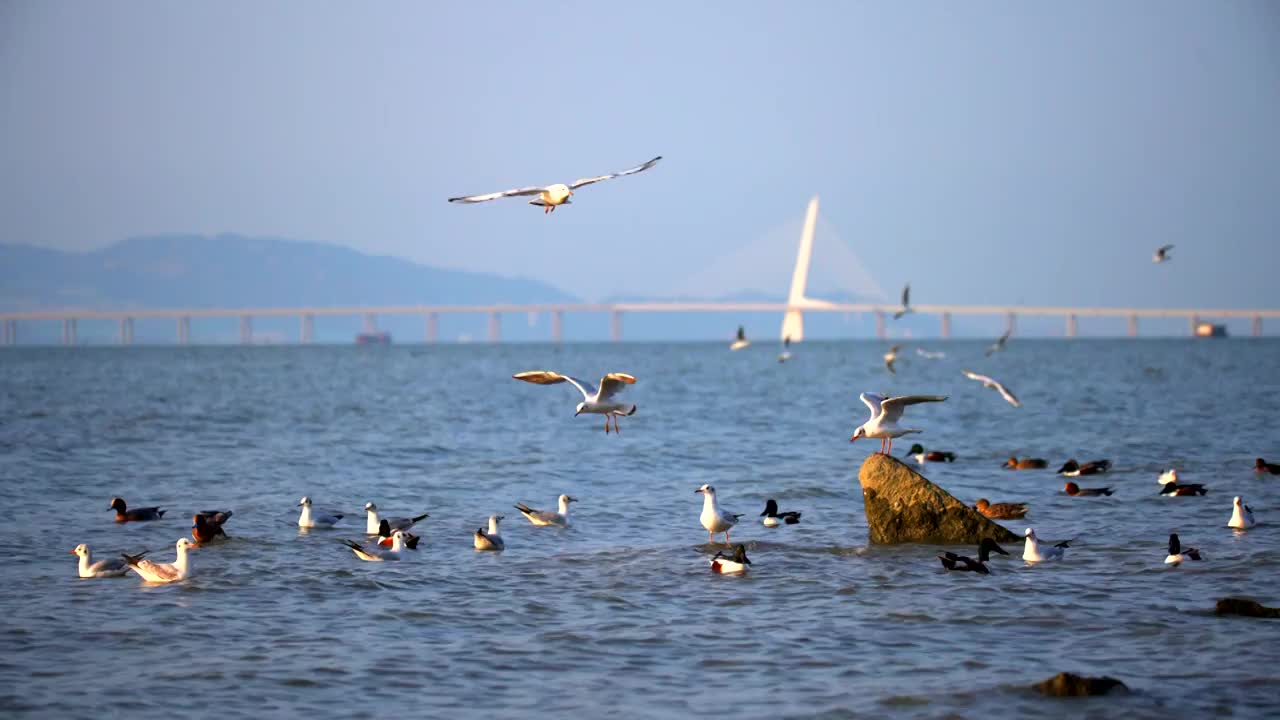 深圳湾红嘴鸥群视频素材