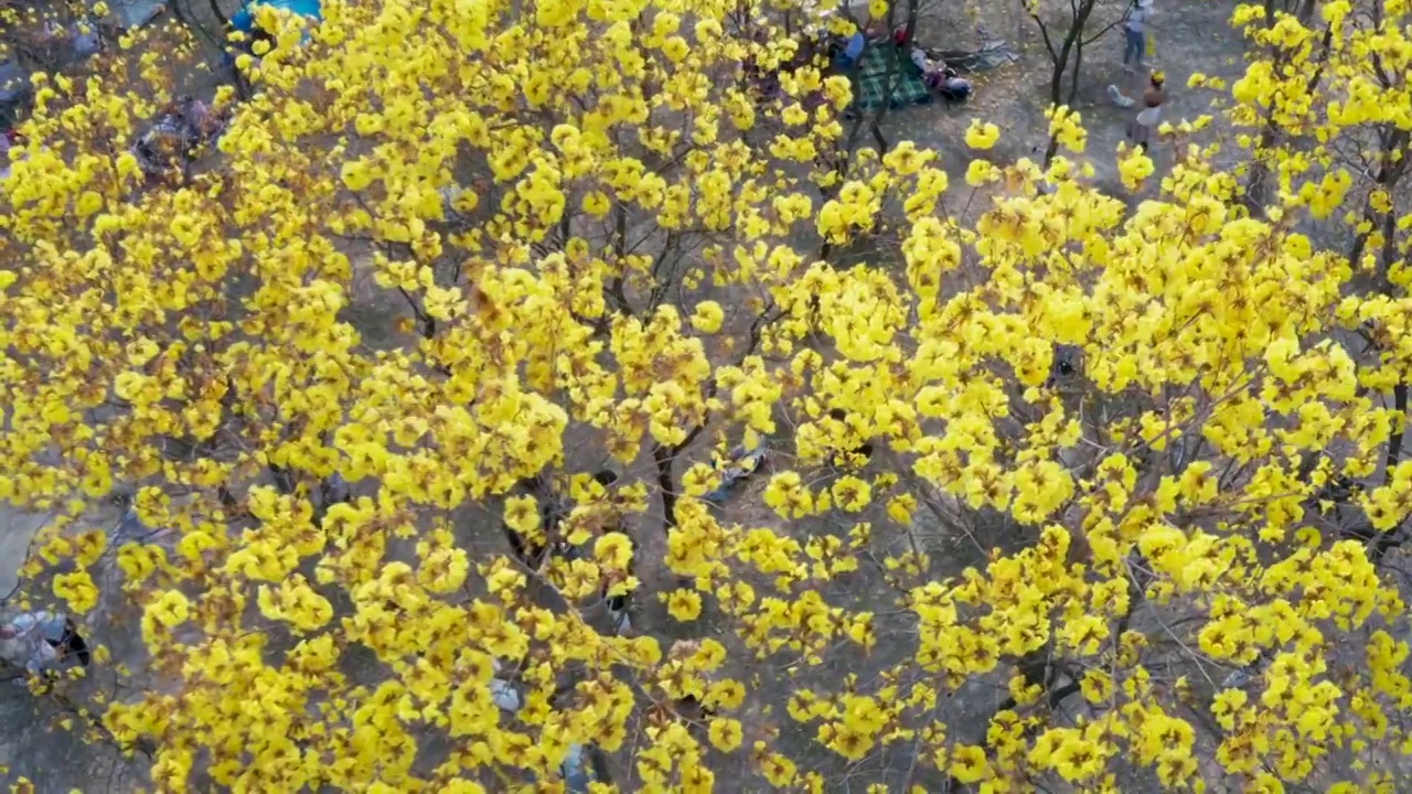 广东东莞松山湖黄花风铃木花期正旺视频下载