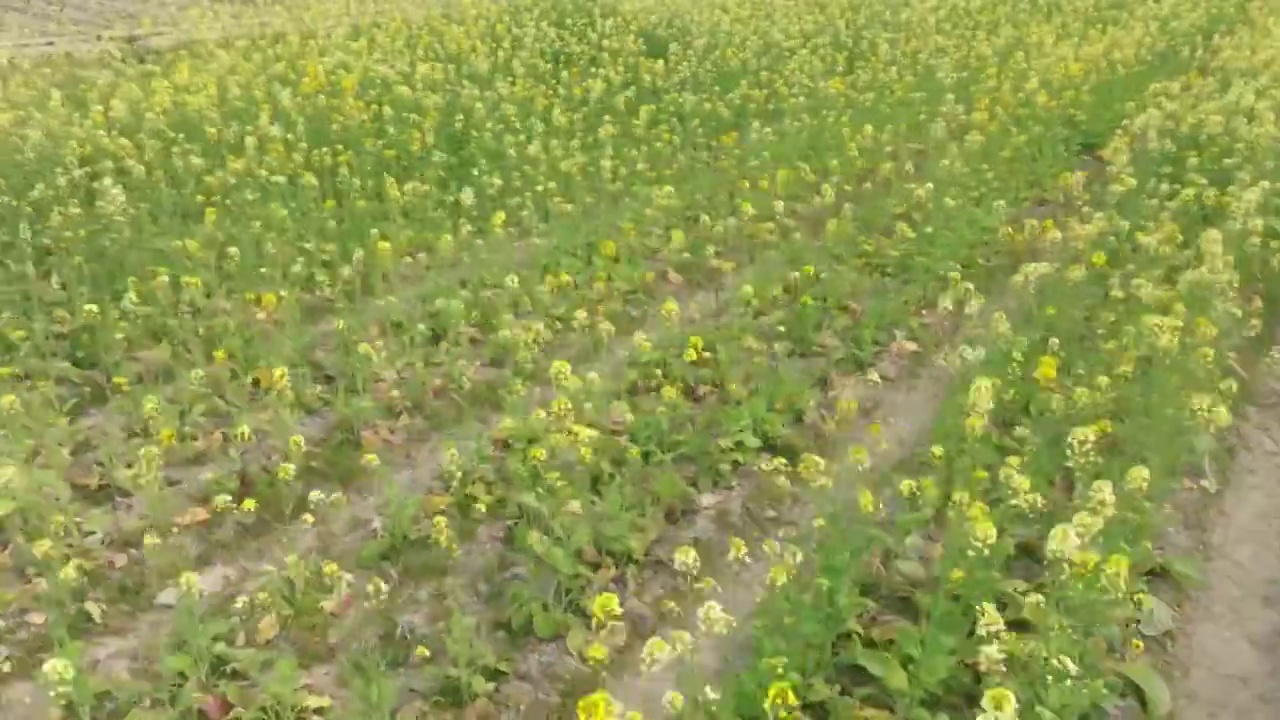 大片油菜花田野地美丽乡村振兴春天航拍素材视频素材