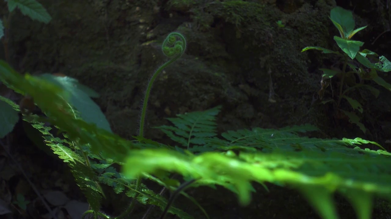 原始森林光影绿色蕨类植物背景视频素材