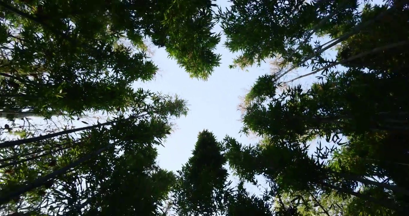 竹林  竹叶  绿色  仰拍  特写 测光拍摄视频素材