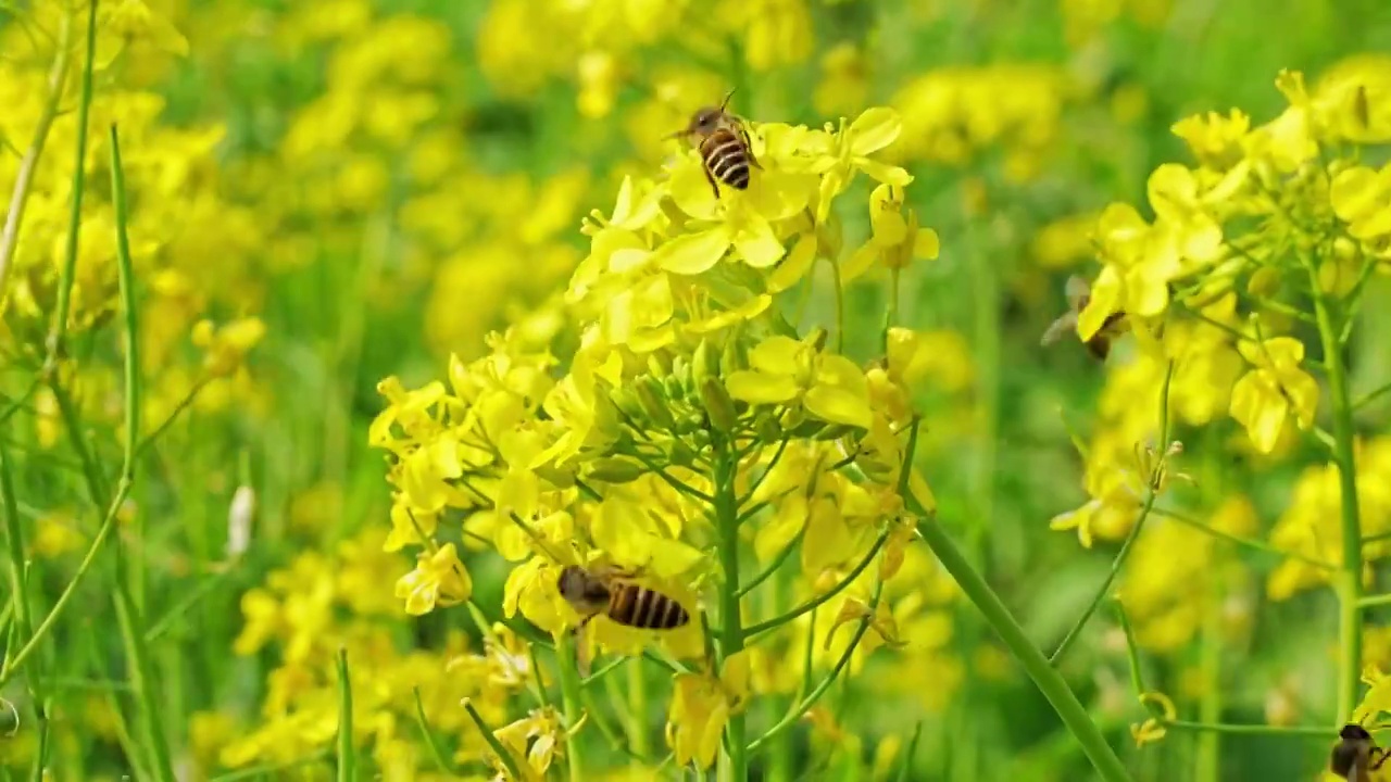 春天盛开油菜花春天蜜蜂视频素材