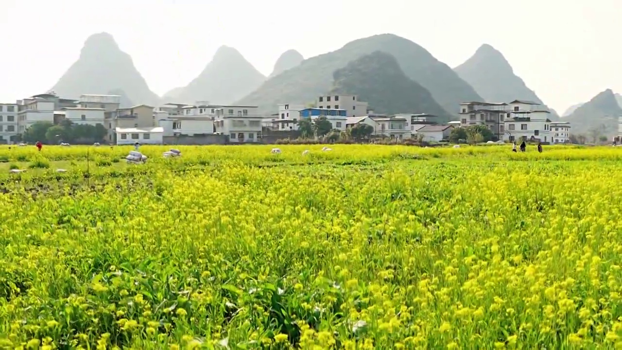 春天盛开油菜花春天蜜蜂视频素材