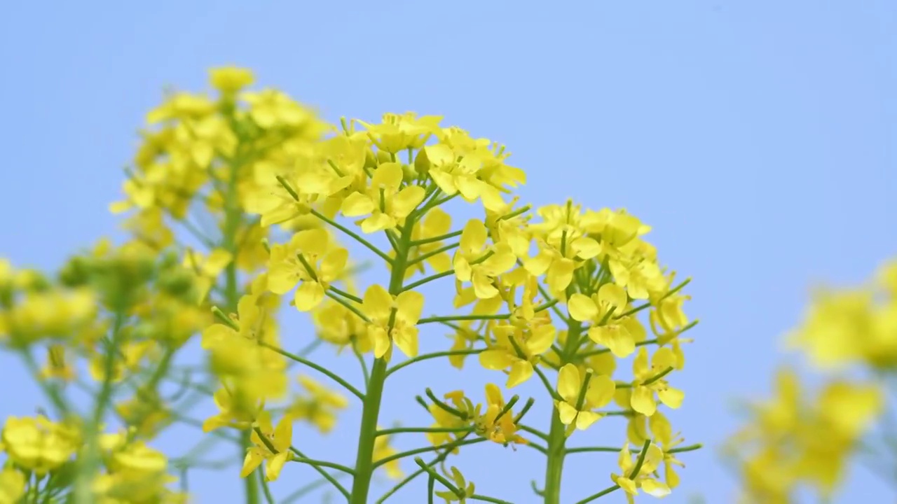 春天油菜花视频素材