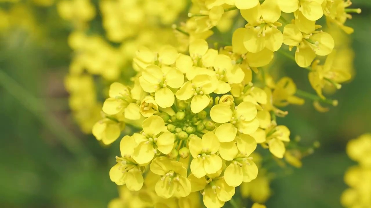 春天油菜花视频素材