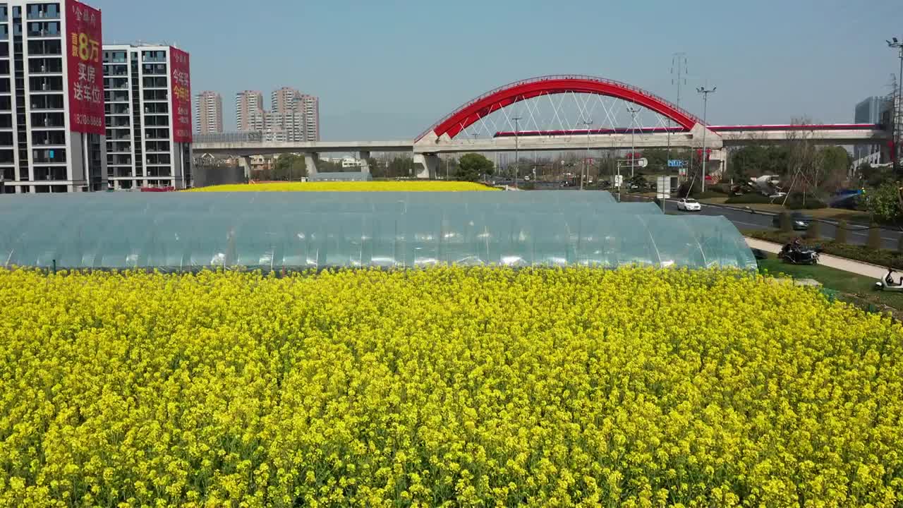 浙江金华轨道交通开往春天的火车油菜花田视频素材