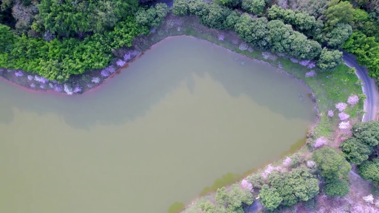 广州大夫山森林公园湖光山色紫荆花开航拍视频素材