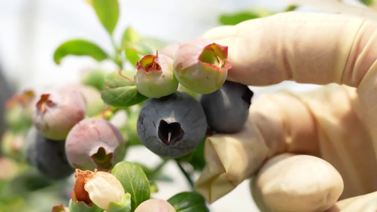 蓝莓开花朵结果工人采摘种植园特写大棚农业视频素材