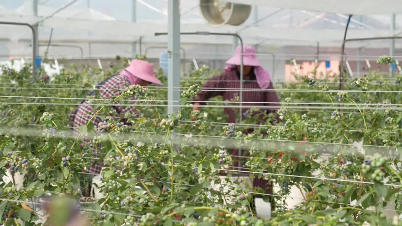 蓝莓开花朵结果工人采摘种植园特写农业大棚视频素材