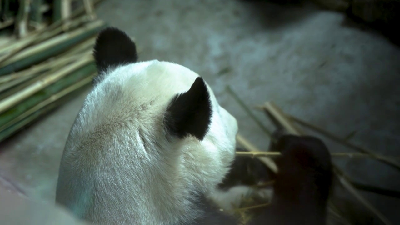 熊猫在吃竹子熊猫馆视频素材