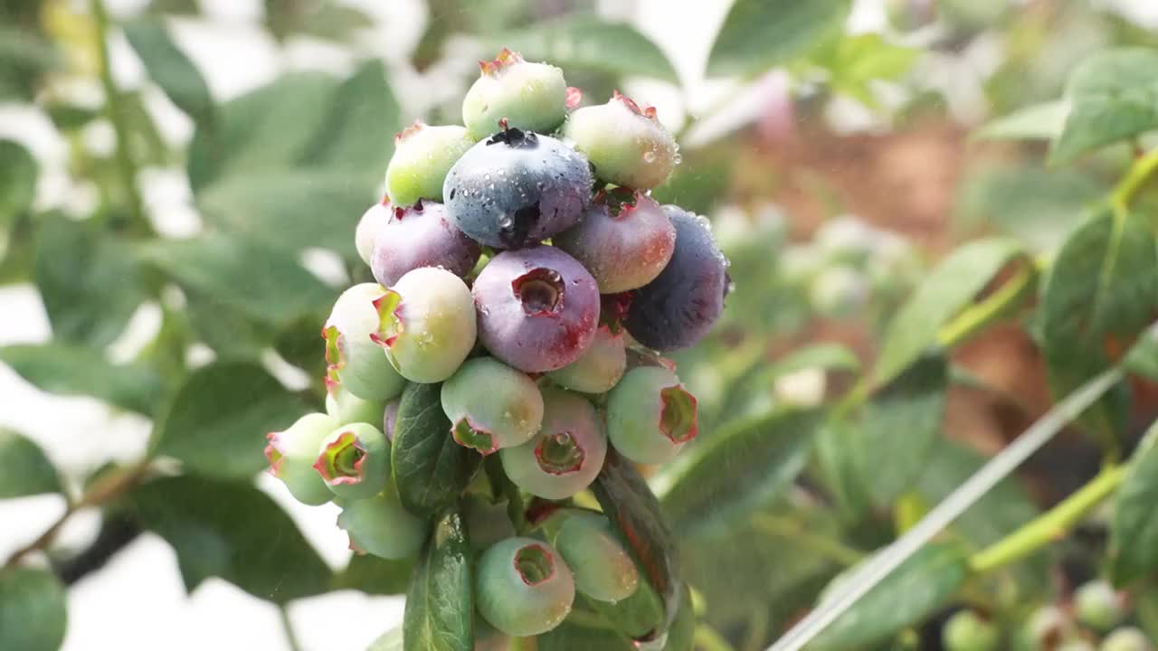 大颗蓝莓挂水珠滴特写采摘种植果汁农业大棚视频素材