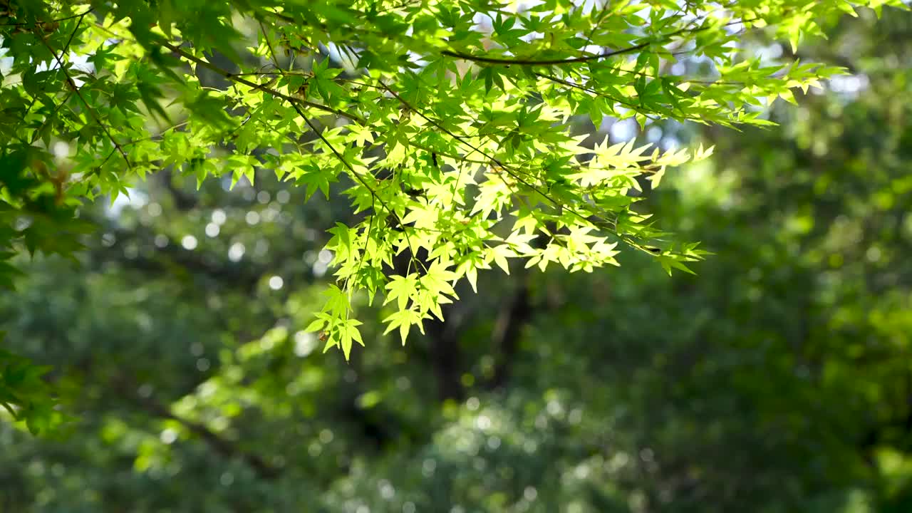 春天唯美清新的阳光下的绿色树叶视频素材