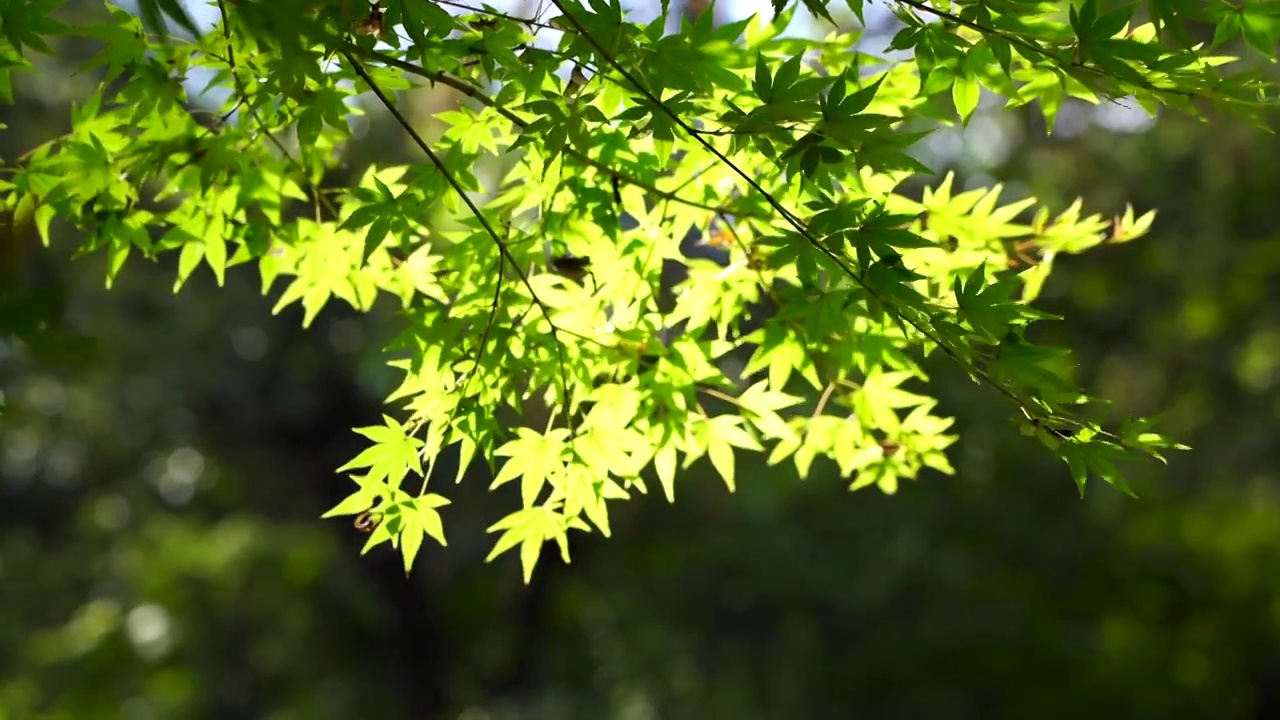 春天明亮的阳光下的绿色树叶随风摆动视频素材