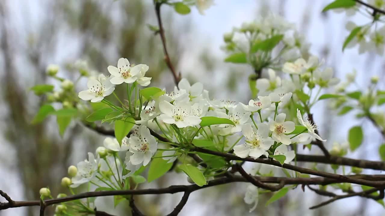 四川成都，洁白的梨花盛开，春风中摇摆视频素材