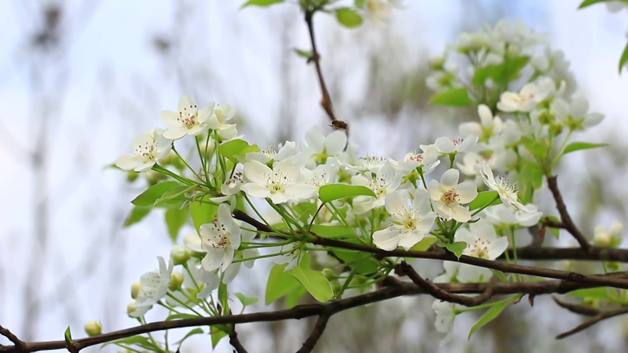 四川成都，洁白的梨花盛开，春风中摇摆视频素材