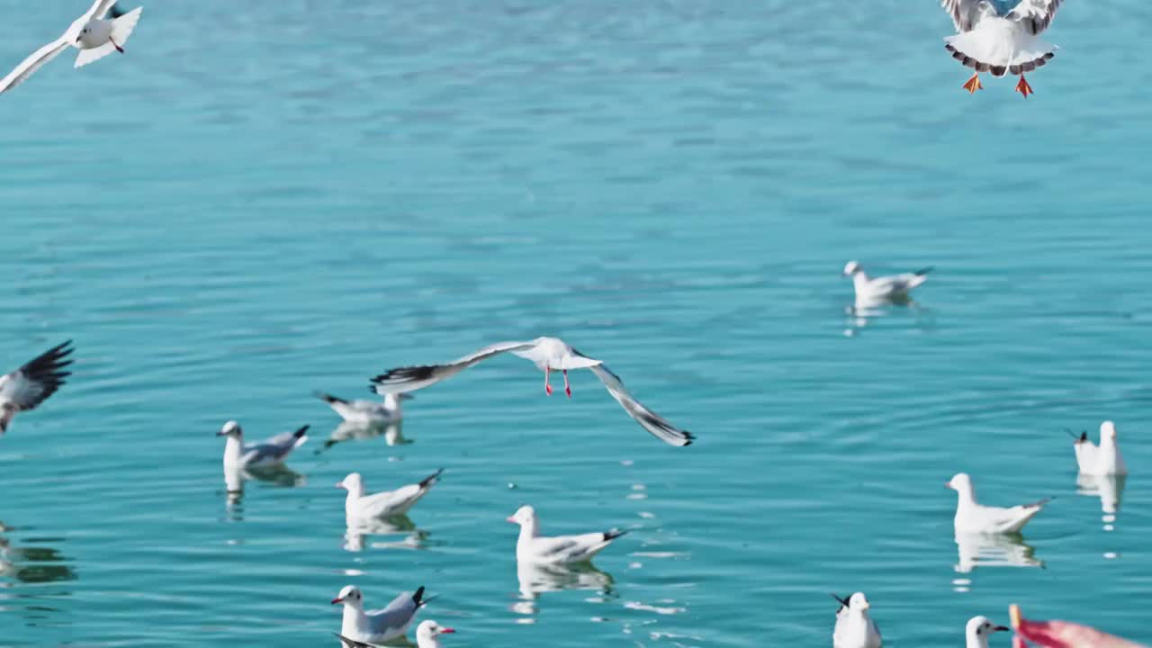 云南大理洱海海鸥视频素材