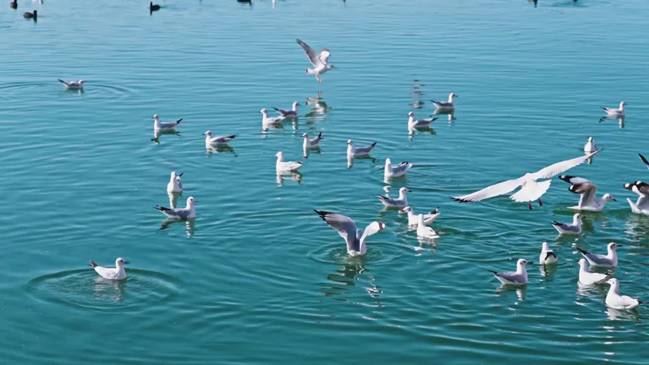 大理海鸥视频素材