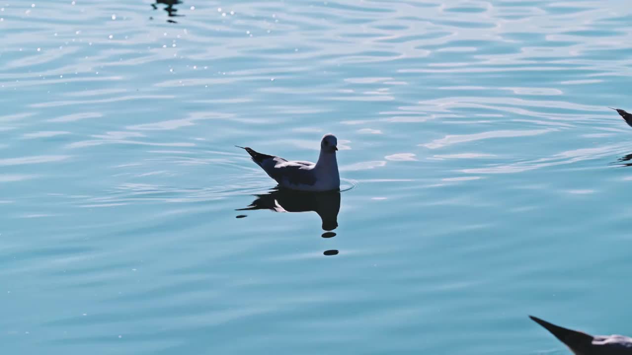 云南大理洱海海鸥视频素材