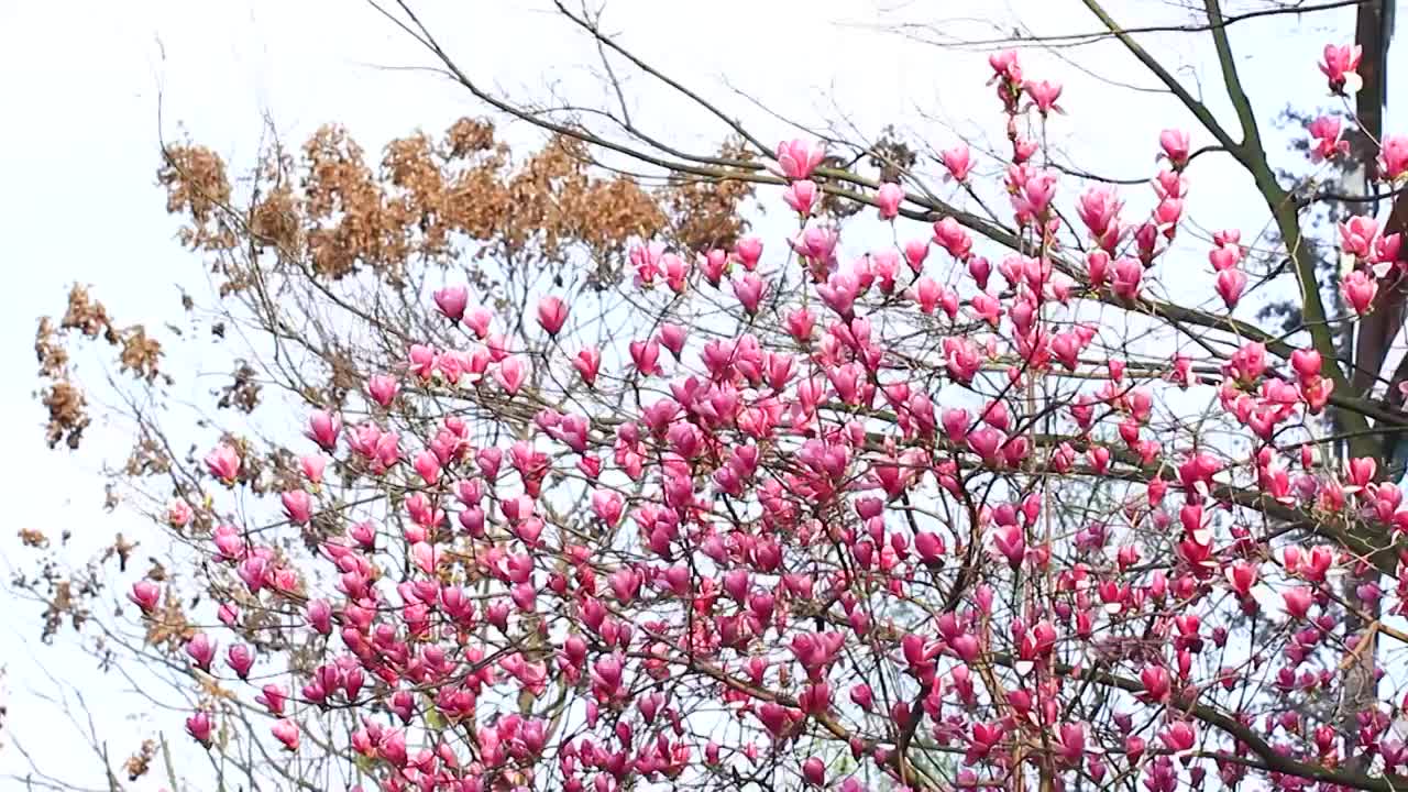 植物花卉，粉色的玉兰花，高清4K微距，四川成都温江视频素材